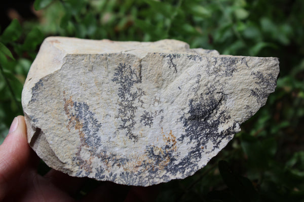Dendrite Stone-GratefulGemHead