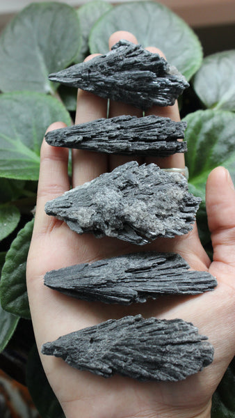 Black Kyanite Fans-GratefulGemHead